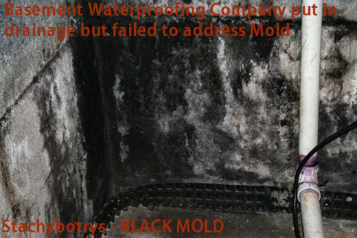 basement mold overlooked by waterproofing company