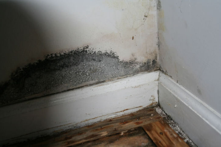 mold at corner of drywall